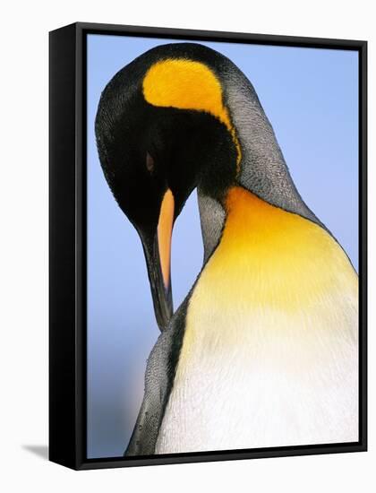King Penguin Grooming Itself-Paul Souders-Framed Stretched Canvas