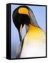 King Penguin Grooming Itself-Paul Souders-Framed Stretched Canvas