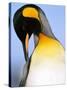 King Penguin Grooming Itself-Paul Souders-Stretched Canvas