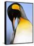 King Penguin Grooming Itself-Paul Souders-Framed Stretched Canvas