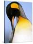 King Penguin Grooming Itself-Paul Souders-Stretched Canvas