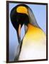 King Penguin Grooming Itself-Paul Souders-Framed Photographic Print