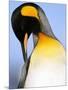 King Penguin Grooming Itself-Paul Souders-Mounted Photographic Print