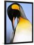 King Penguin Grooming Itself-Paul Souders-Framed Photographic Print