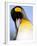 King Penguin Grooming Itself-Paul Souders-Framed Photographic Print