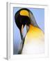 King Penguin Grooming Itself-Paul Souders-Framed Photographic Print