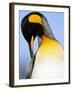 King Penguin Grooming Itself-Paul Souders-Framed Photographic Print