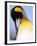 King Penguin Grooming Itself-Paul Souders-Framed Photographic Print