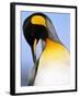 King Penguin Grooming Itself-Paul Souders-Framed Photographic Print