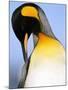 King Penguin Grooming Itself-Paul Souders-Mounted Photographic Print