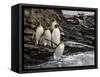 King penguin group on rocks, jumping into South Atlantic. St Andrews Bay, South Georgia-Tony Heald-Framed Stretched Canvas