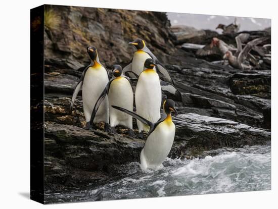 King penguin group on rocks, jumping into South Atlantic. St Andrews Bay, South Georgia-Tony Heald-Stretched Canvas