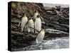 King penguin group on rocks, jumping into South Atlantic. St Andrews Bay, South Georgia-Tony Heald-Stretched Canvas