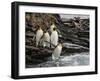 King penguin group on rocks, jumping into South Atlantic. St Andrews Bay, South Georgia-Tony Heald-Framed Photographic Print