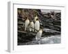 King penguin group on rocks, jumping into South Atlantic. St Andrews Bay, South Georgia-Tony Heald-Framed Photographic Print