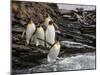 King penguin group on rocks, jumping into South Atlantic. St Andrews Bay, South Georgia-Tony Heald-Mounted Photographic Print