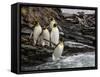 King penguin group on rocks, jumping into South Atlantic. St Andrews Bay, South Georgia-Tony Heald-Framed Stretched Canvas