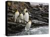 King penguin group on rocks, jumping into South Atlantic. St Andrews Bay, South Georgia-Tony Heald-Stretched Canvas
