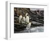 King penguin group on rocks, jumping into South Atlantic. St Andrews Bay, South Georgia-Tony Heald-Framed Photographic Print