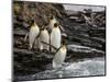 King penguin group on rocks, jumping into South Atlantic. St Andrews Bay, South Georgia-Tony Heald-Mounted Photographic Print