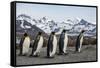 King penguin group walking past Southern elephant seal colony-Mark MacEwen-Framed Stretched Canvas