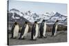 King penguin group walking past Southern elephant seal colony-Mark MacEwen-Stretched Canvas