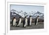 King penguin group walking past Southern elephant seal colony-Mark MacEwen-Framed Photographic Print