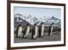 King penguin group walking past Southern elephant seal colony-Mark MacEwen-Framed Photographic Print