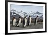 King penguin group walking past Southern elephant seal colony-Mark MacEwen-Framed Photographic Print