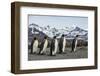 King penguin group walking past Southern elephant seal colony-Mark MacEwen-Framed Photographic Print