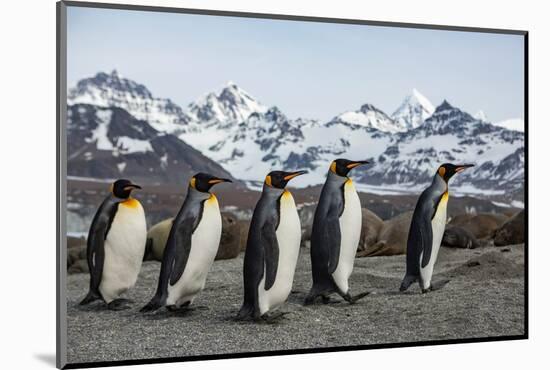 King penguin group walking past Southern elephant seal colony-Mark MacEwen-Mounted Photographic Print