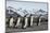 King penguin group walking past Southern elephant seal colony-Mark MacEwen-Mounted Photographic Print