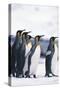 King Penguin Leading Friends-DLILLC-Stretched Canvas