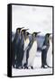 King Penguin Leading Friends-DLILLC-Framed Stretched Canvas