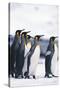 King Penguin Leading Friends-DLILLC-Stretched Canvas