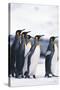 King Penguin Leading Friends-DLILLC-Stretched Canvas