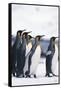 King Penguin Leading Friends-DLILLC-Framed Stretched Canvas