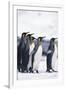 King Penguin Leading Friends-DLILLC-Framed Photographic Print