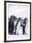 King Penguin Leading Friends-DLILLC-Framed Photographic Print