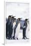 King Penguin Leading Friends-DLILLC-Framed Photographic Print