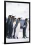 King Penguin Leading Friends-DLILLC-Framed Photographic Print