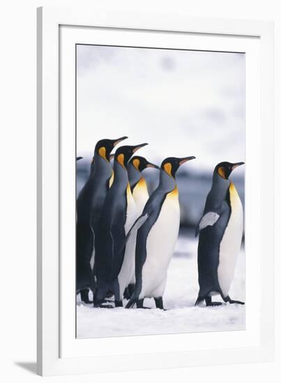 King Penguin Leading Friends-DLILLC-Framed Photographic Print