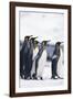 King Penguin Leading Friends-DLILLC-Framed Photographic Print