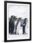 King Penguin Leading Friends-DLILLC-Framed Photographic Print