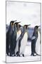 King Penguin Leading Friends-DLILLC-Mounted Photographic Print