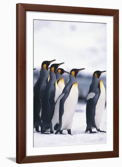 King Penguin Leading Friends-DLILLC-Framed Photographic Print