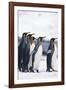 King Penguin Leading Friends-DLILLC-Framed Photographic Print