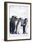 King Penguin Leading Friends-DLILLC-Framed Photographic Print