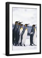 King Penguin Leading Friends-DLILLC-Framed Photographic Print