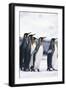 King Penguin Leading Friends-DLILLC-Framed Photographic Print